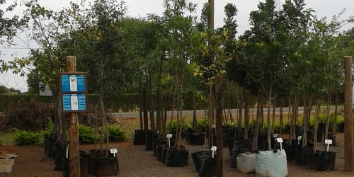 Jisreel Kwekery / Nursery Bela-Bela