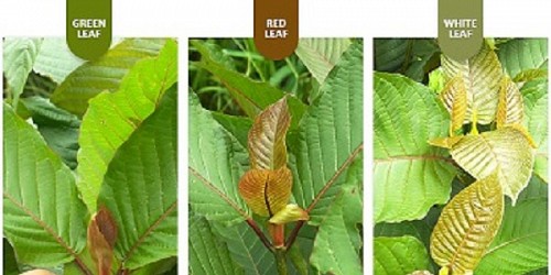 KRATOM MIDRAND SOUTH AFRICA