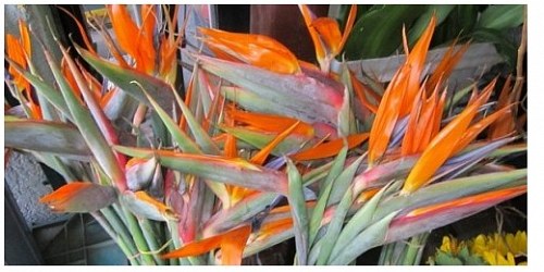BODEGA DE FLORES Y ACCESORIOS ´´ARAIZA´´