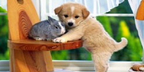 LOVE A PET GROOMING PARLOUR