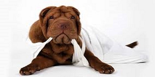 LOVE A PET GROOMING PARLOUR