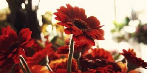 The Flower Bucket