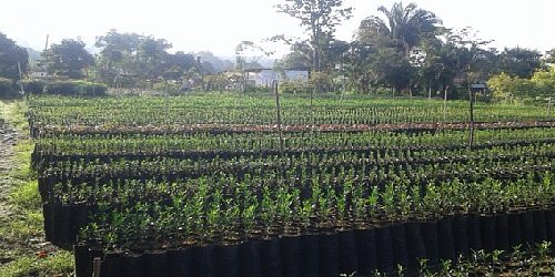 VIVERO FORESTMAR