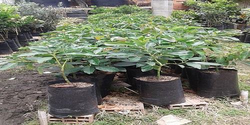 VIVERO FORESTMAR