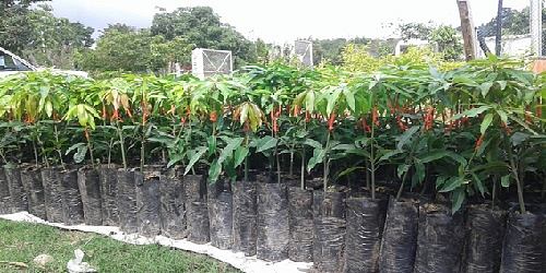 VIVERO FORESTMAR