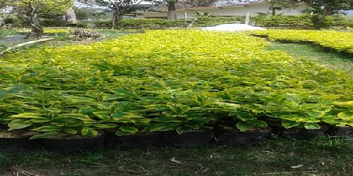 VIVERO FORESTMAR