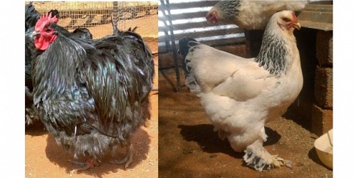 Chickens