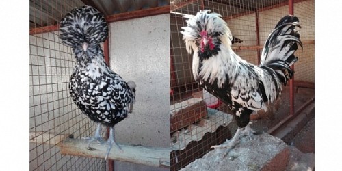 Chickens