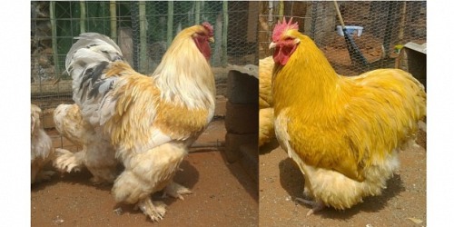 Chickens