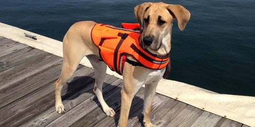 Aqua Sports Adventures Boat Rentals