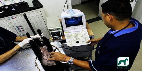 Asociación Veterinaria Santa Isabel