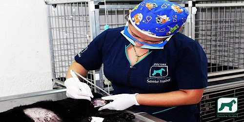 Asociación Veterinaria Santa Isabel