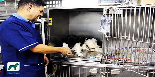 Asociación Veterinaria Santa Isabel