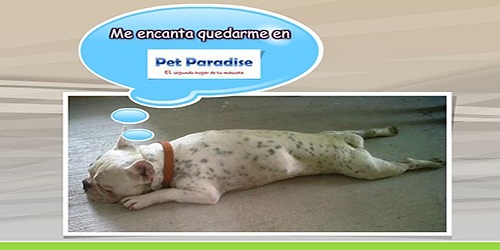 PET PARADISE HOTEL DE MASCOTAS