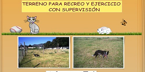 PET PARADISE HOTEL DE MASCOTAS