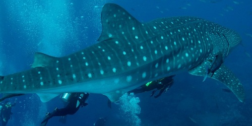 Galápagos Diving -  The Danubio Azul Yacht