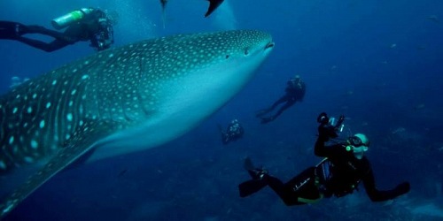Galápagos Diving -  The Danubio Azul Yacht