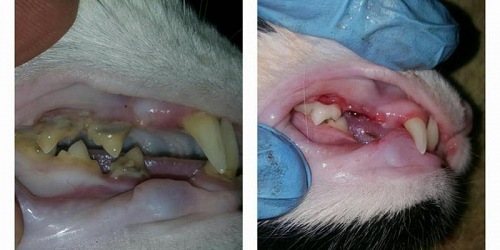 Pretoria East Veterinary Clinic