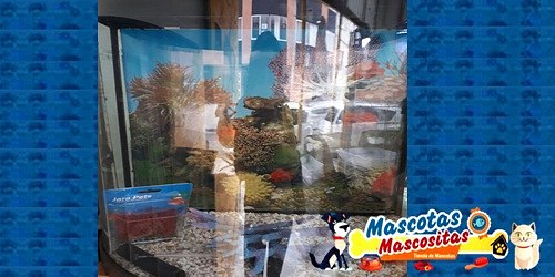 Mascotas Máscositas