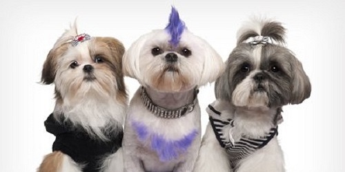 Woofgang Doggy Day Spa