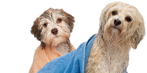 Woofgang Doggy Day Spa