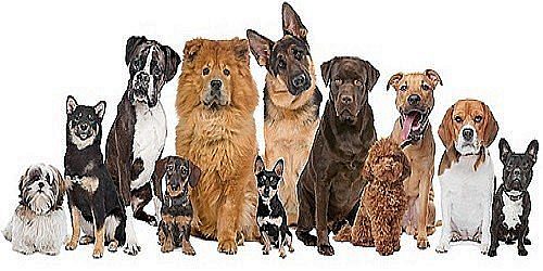 Woofgang Doggy Day Spa