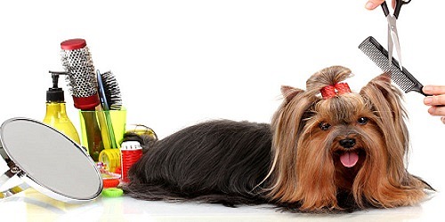 Woofgang Doggy Day Spa