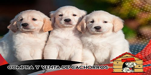 Tienda de Mascotas CAN HOUSE