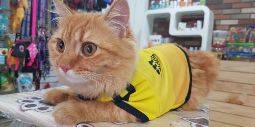 LAS MASCOTAS DE JUAN