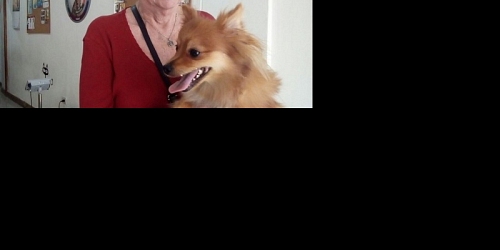 LAS MASCOTAS DE JUAN