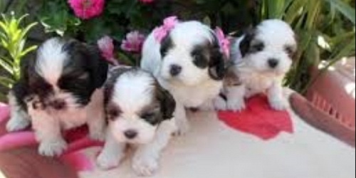 CLINICA_MASCOTAS_ VETERINARIA