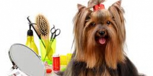 CLINICA_MASCOTAS_ VETERINARIA