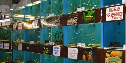 Pets Oasis