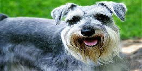 Perros & gatos cucuta clinica veterinaria
