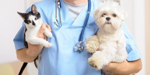 centro medico veterinario del sur
