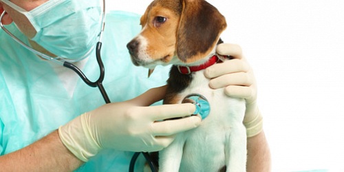 centro medico veterinario del sur