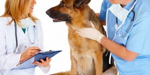 centro medico veterinario del sur