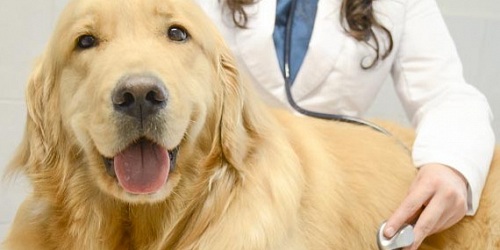 VETERINARIA GRAN DANES - Dr. Emilio Laiño