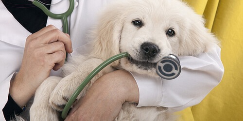 VETERINARIA GRAN DANES - Dr. Emilio Laiño