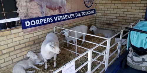 Nuwerust Dorperstud Northen Cape