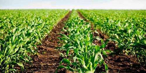 BIOAGRO CARTAGO S.A.S