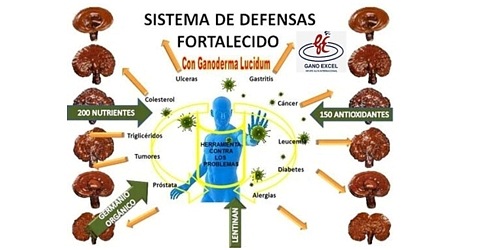 Negocios Ganoexcel Ganoderma Lucidum