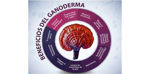 Negocios Ganoexcel Ganoderma Lucidum