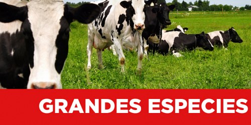 CLINICA VETERINARIA "EL RANCHO"