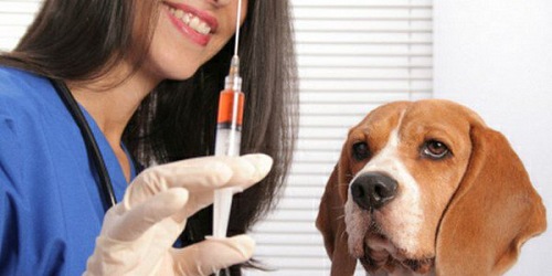 CLINICA VETERINARIA "EL RANCHO"