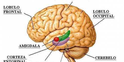 Médico Neurólogo