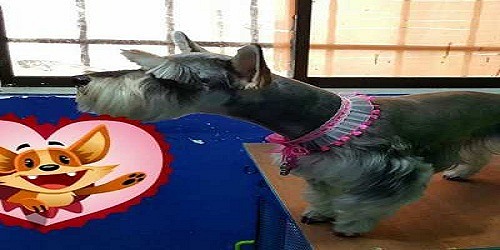 Clínica Veterinaria Animalvet - Veterinarias en Riohacha