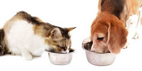 COMIDA NATURAL PARA PERROS Y GATOS - BARFTENDER