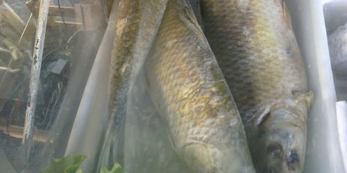 PEIXARIA ABC BETANIA