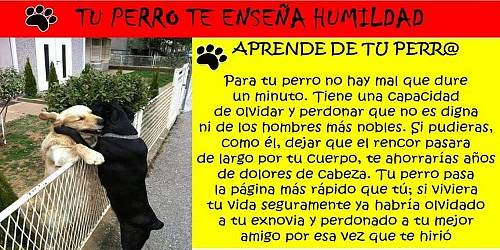 MASCOTAS TRAVIESAS CALI